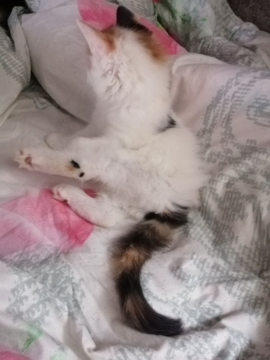 Котята в добрі руки