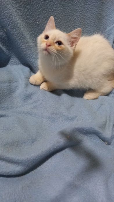 Котеня, котенята, кіт, котик, котёнок, кот з притулку