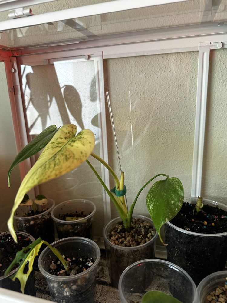 Monstera Deliciosa Mint