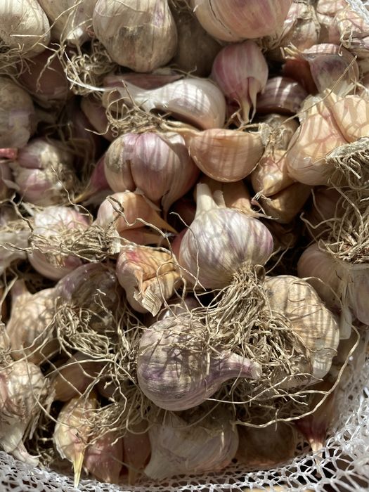 Czosnek mix 2kg