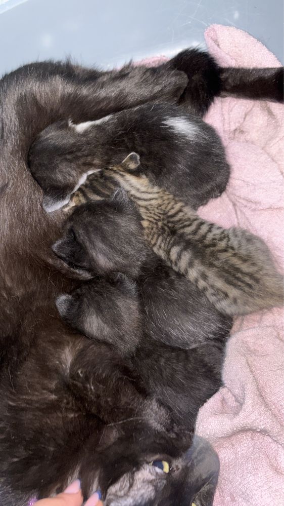 gatinhos bebes adoção