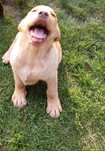 Piękny Labrador Retriever biszkoptowy