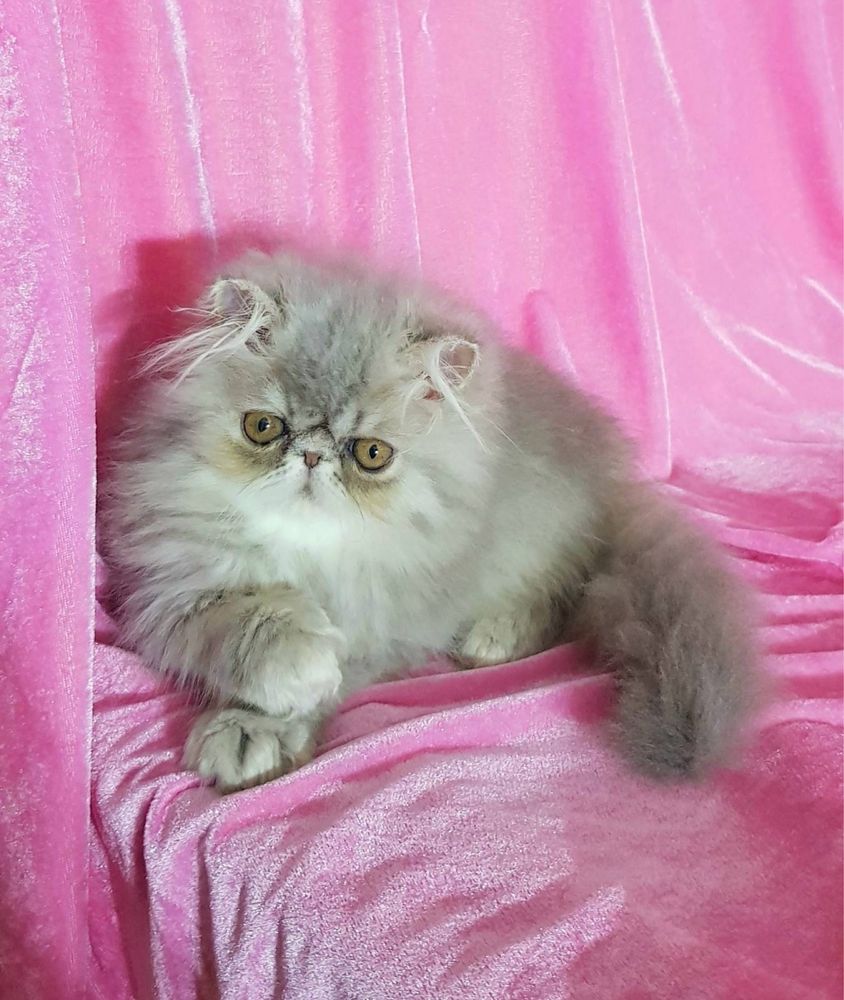 Потрясающая персидская девочка, котята, экзоты, котенок