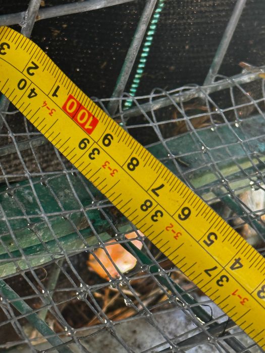 Gaiola quelhos ( rabbit cage )