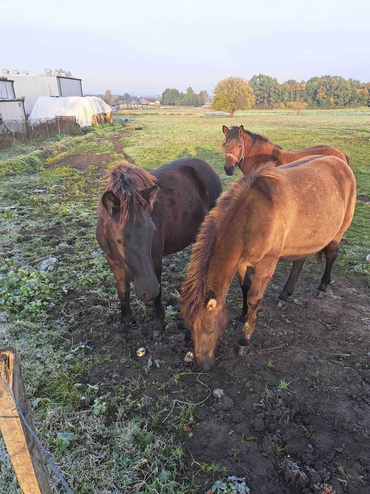 Konie rasy huculskiej, ogierki, wałaszek.