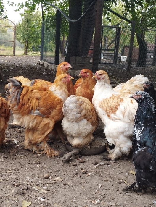 Півень брама лимон