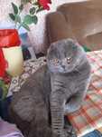Scottish fold acasalar