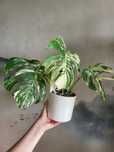 Monstera variegata 4 liscie