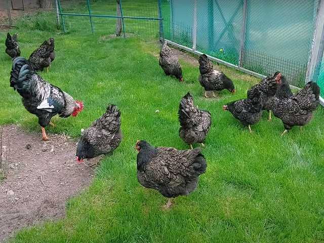 Яйце на інкубацію, Барневельдер: блакитноокаймленний, золото, срібло.