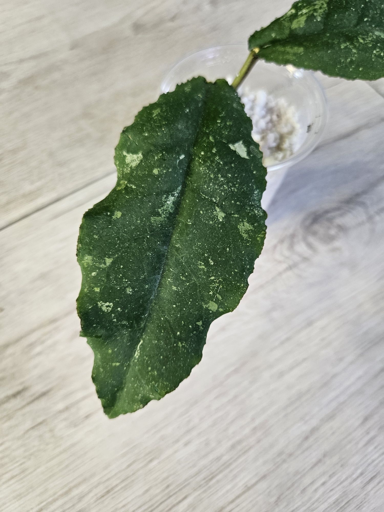 Hoya undulata Black