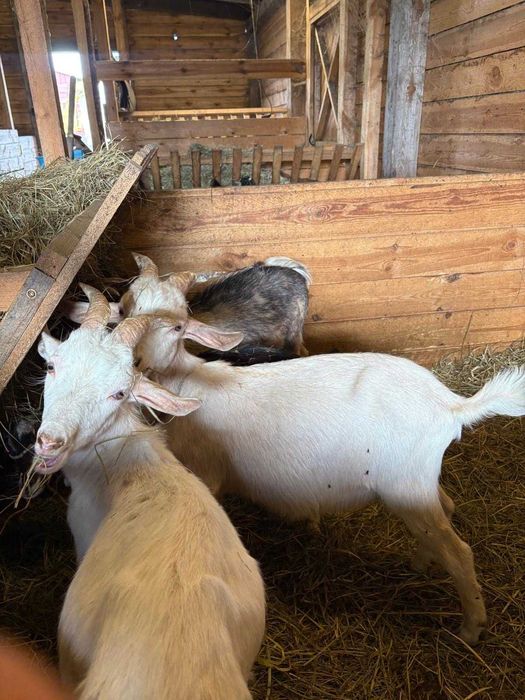 kozy kózki koziołki