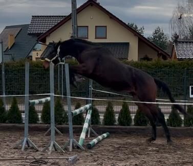 Wałach skarogniady 6 lat ujeżdżony zdrowy idealny do rekreacji i sport