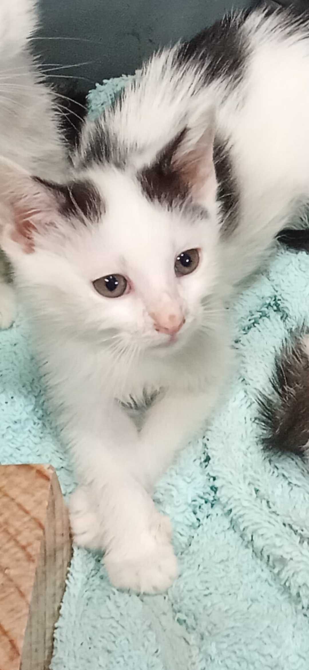 Halo kocie dziecko do adopcji