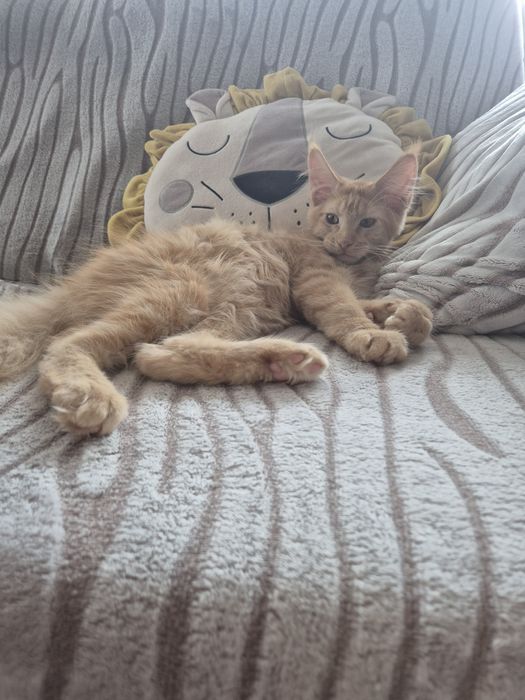 Jogi kocur Maine Coon