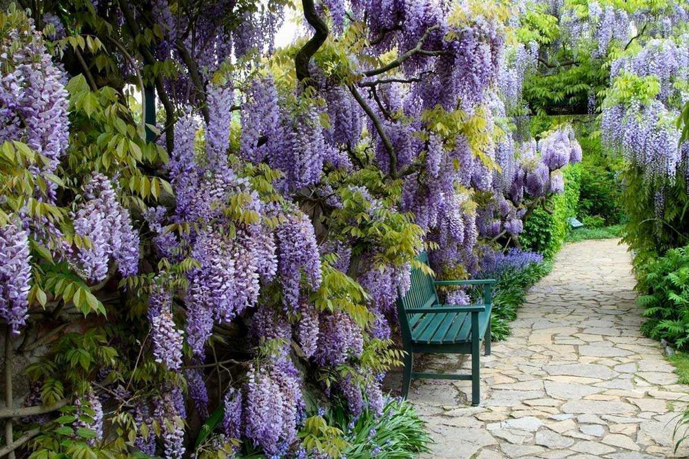 Саджанці гліцинії (Роздріб, Опт,Дропшипінг) / Саженцы глицинии (ЗКС)