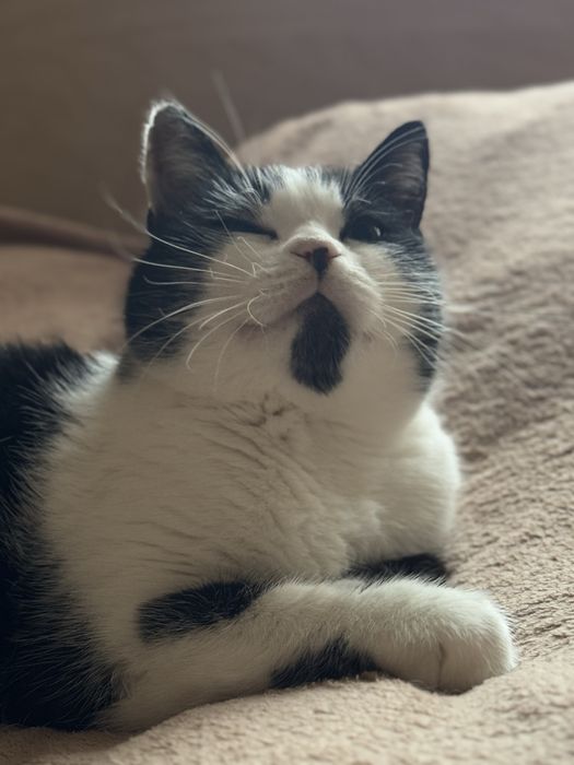 Стерилізована киця десь 11 міс НЕ КУПУЙТЕ !РЯТУЙТЕ ЖИТТЯ