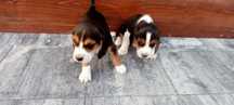 Beagle szczenięta