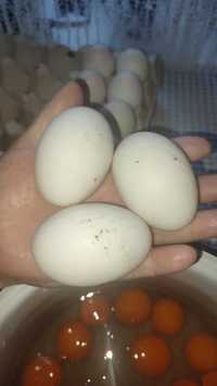 Продам качині інкубаційні яйця породи Блакитний фаворит