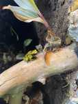 Drzewołaz żaba Dendrobates Bolivar