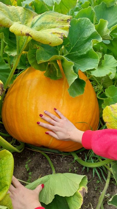 Dynia piżmowa, hokkaido, rouge vif d'etampes, marina