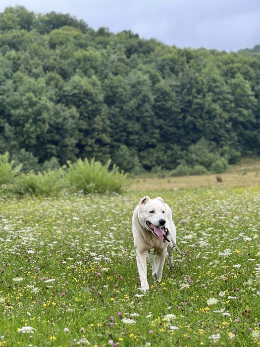 Алабай шукає вязку