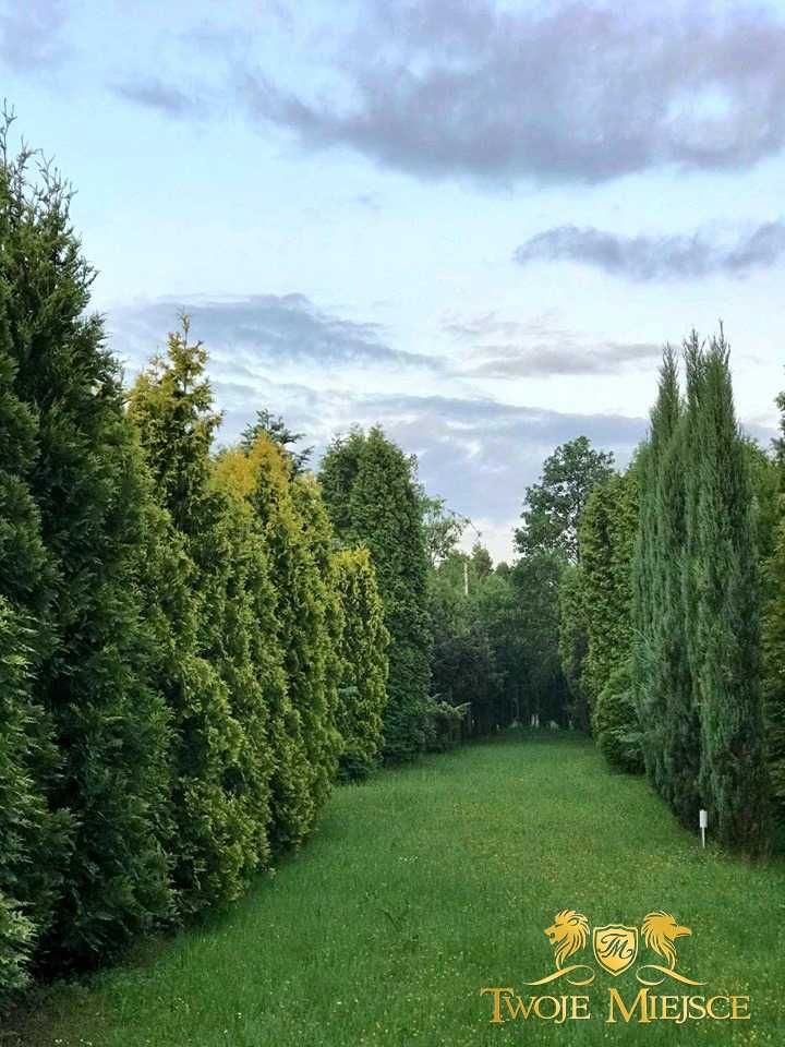Ściana zielona 5m Duże, wysokie drzewa