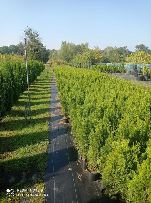 Tuja szmaragd 70 cm Łódź, kora, ziemia, transport