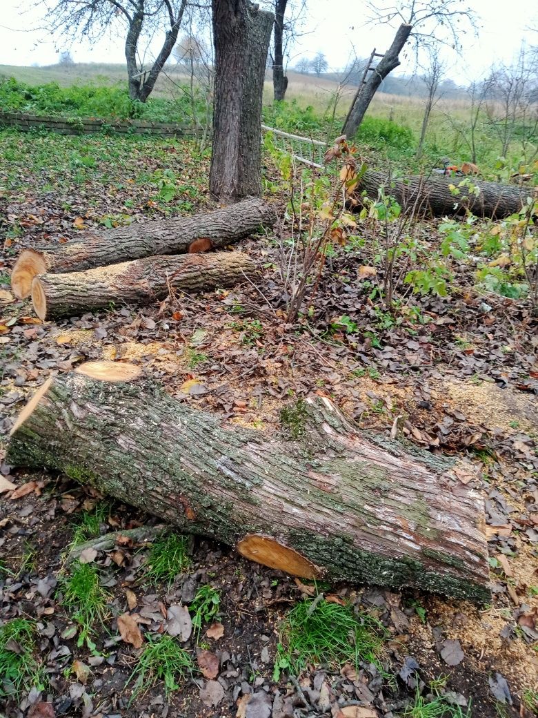 Продам домашню грушу на меблі або дошку.