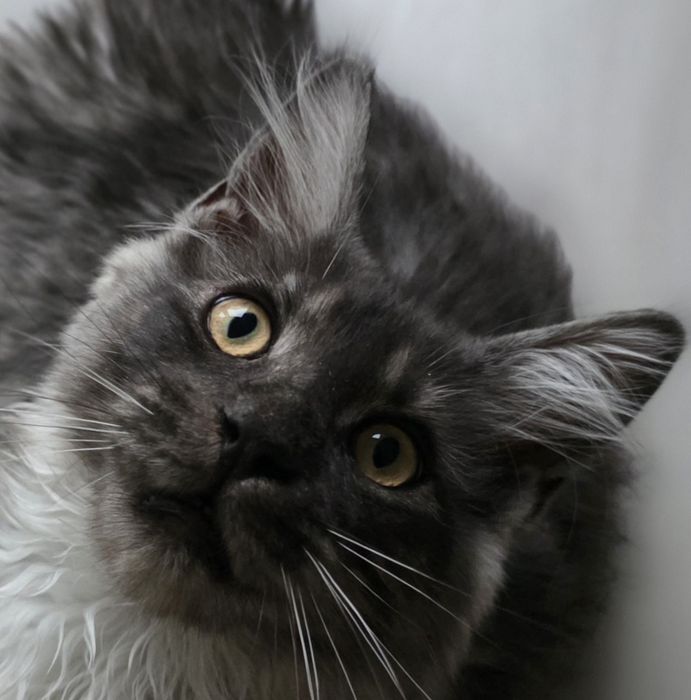 ELZA Maine coon  rodowód Felis Polonia