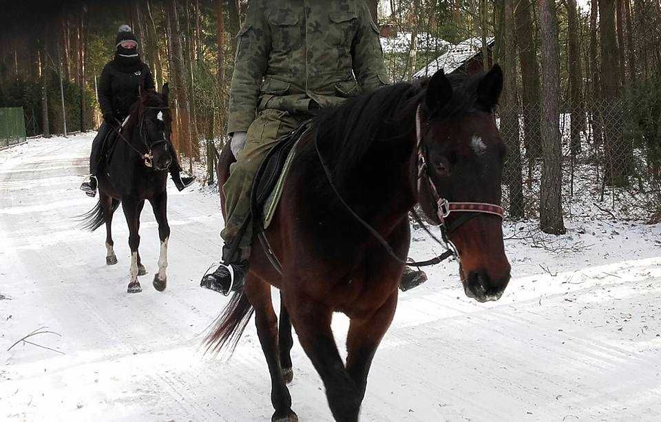 Ziuta 13 lat niezwykle spokojna klacz chętna do jazdy