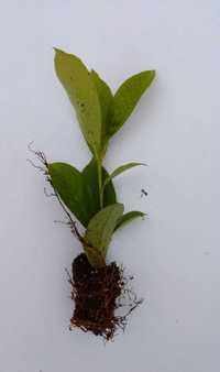 Laurowiśnia rotundifolia 2-20cm multipaleta okazja Nowy Sącz sadzonka