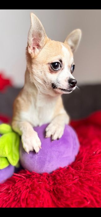 Chihuahua  chi dziewczyka