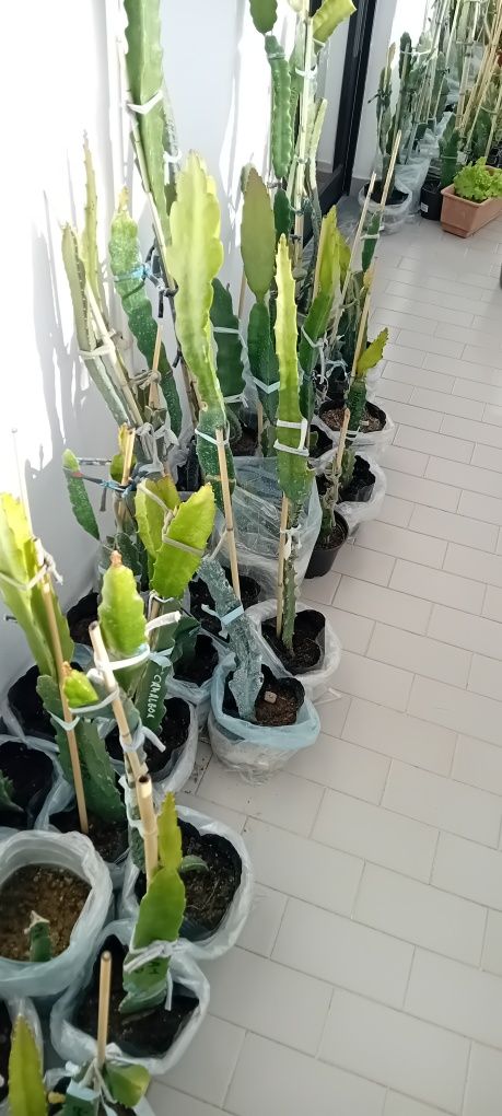 Pitayas enraizadas / não enraizadas