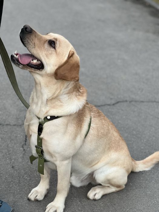 Лабрадор ретривер на злучку