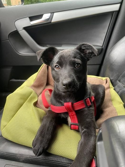 Меліска шукає дім