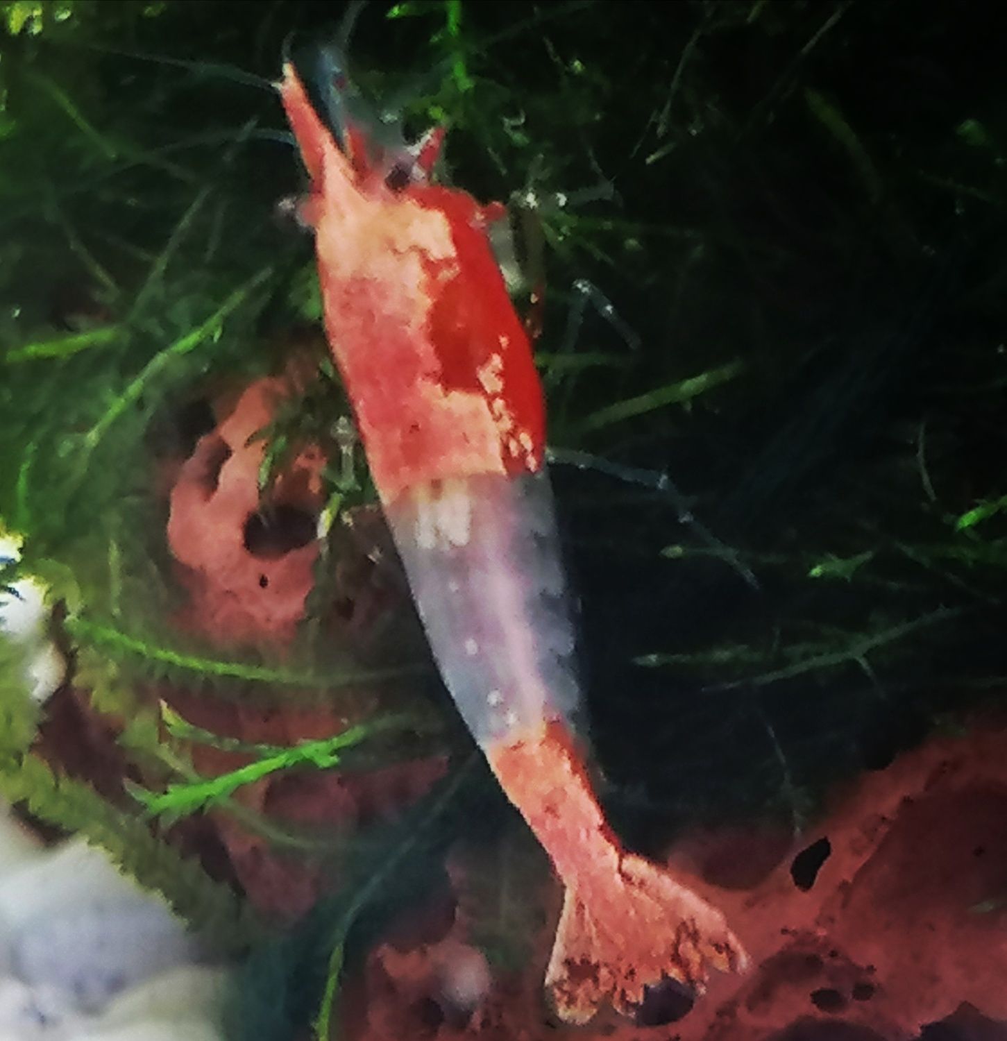 Krewetki Red Rili