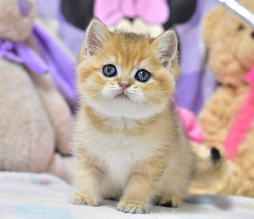 Красунчик британський хлопчик