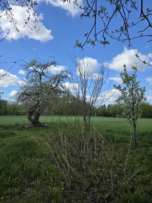Продам будинок в с.Великі Мошківці з землею 0,75га