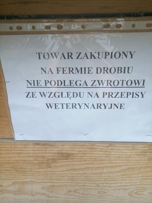 Kokoszki Red bro 6 tygodniowe
