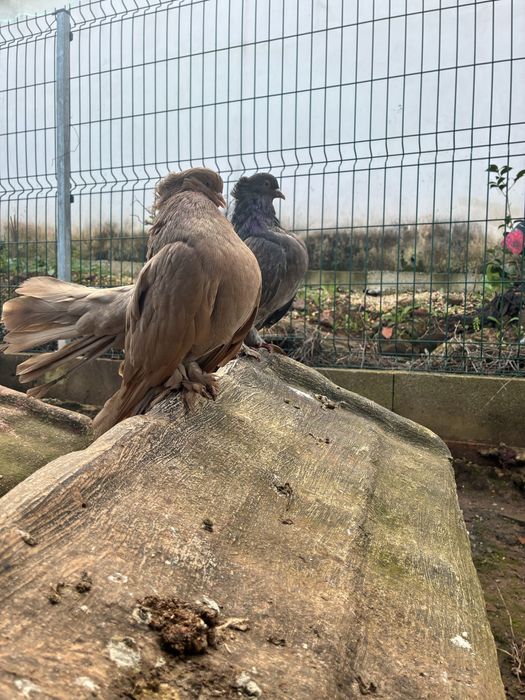 Pombos leque indiano