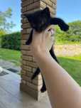 Котик - віддам в добрі руки
