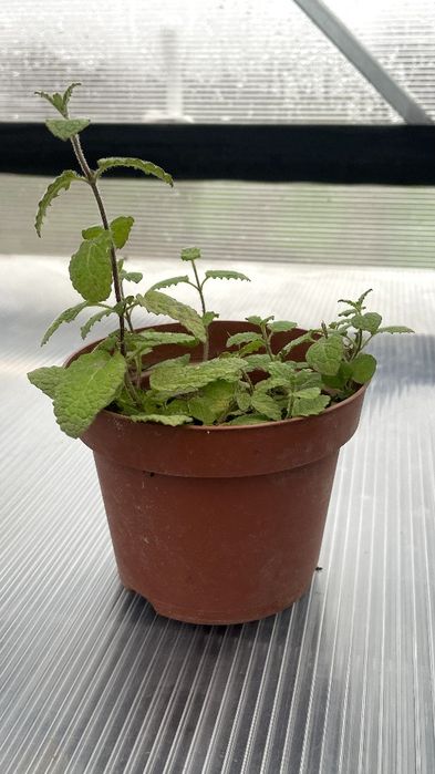 М'ята ментолова. Класика в горщиках!