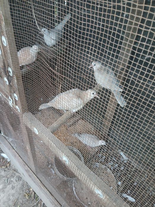 Gołąbki cukrówki i garłacze