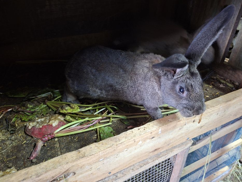 Sprzedam samice i samca