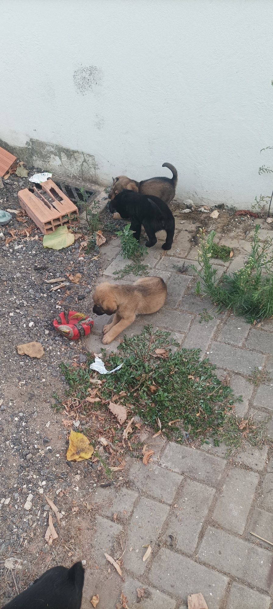 Doação cachorros