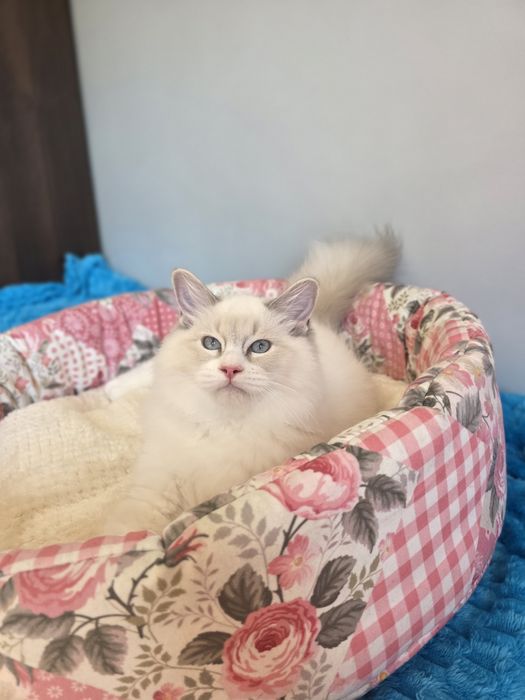 Śliczna kotka ragdoll Fpl