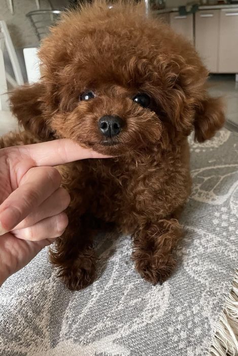 Хлопчик для в'язок! 1,7 кг!