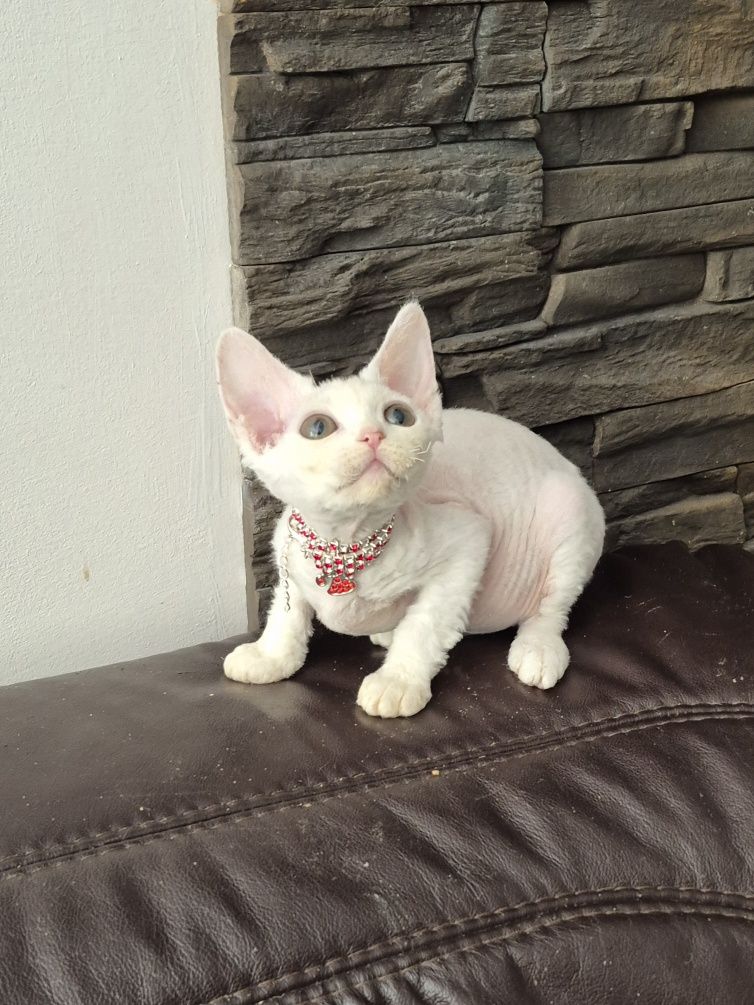Koteczka Devon Rex FPL