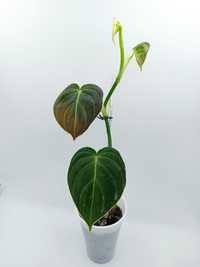 Philodendron melanochrysum