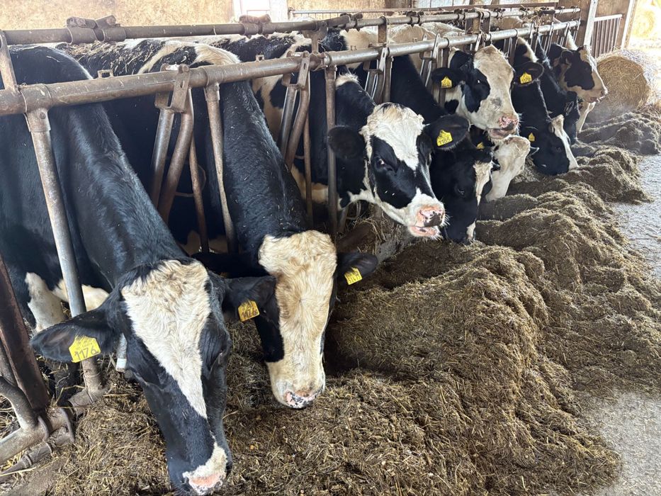 Jałówki hf wysokocielne